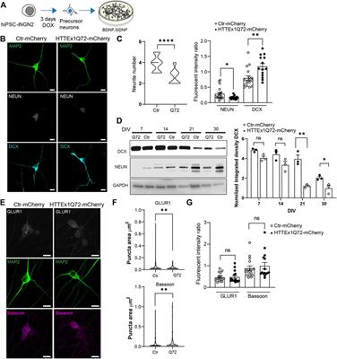 Synaptic and functional alterations in the development of mutant huntingtin expressing hiPSC‐derived neurons